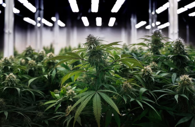 How Long Do Cannabis Seeds Stay Viable