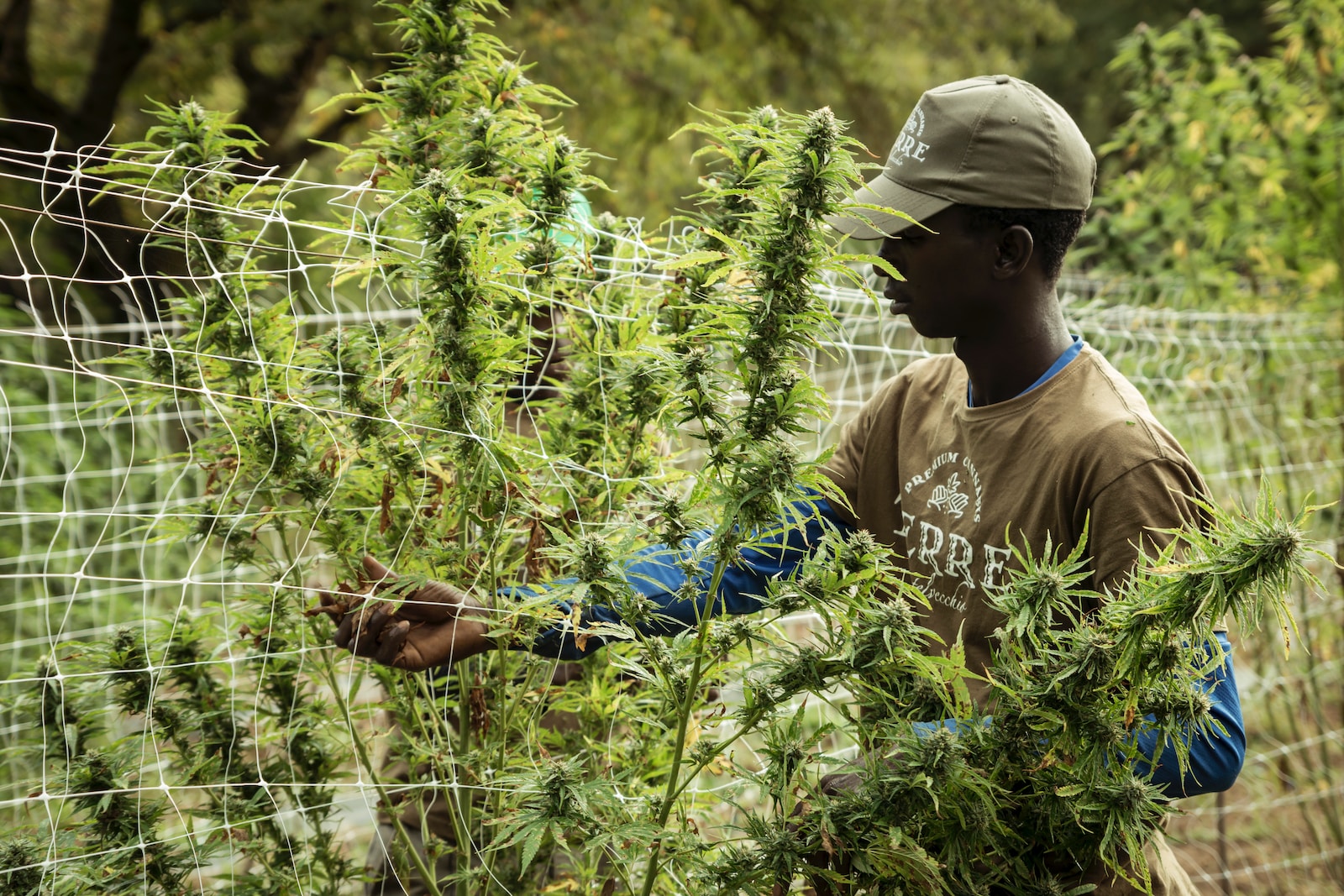 When is it Too Late to Plant Cannabis Outdoors