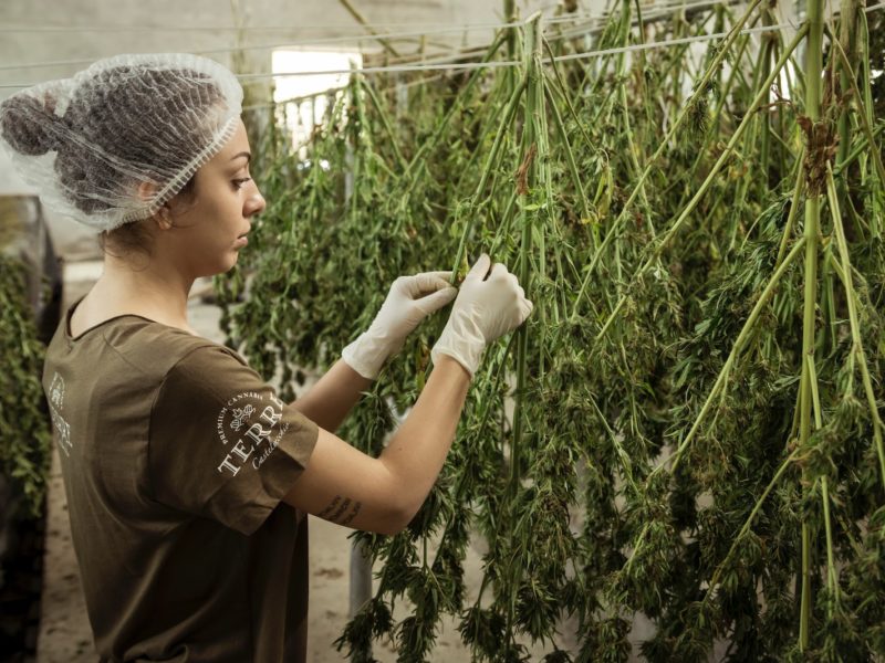 Is Marijuana Jobs Cannabis Careers Legit: Unveiling the Truth