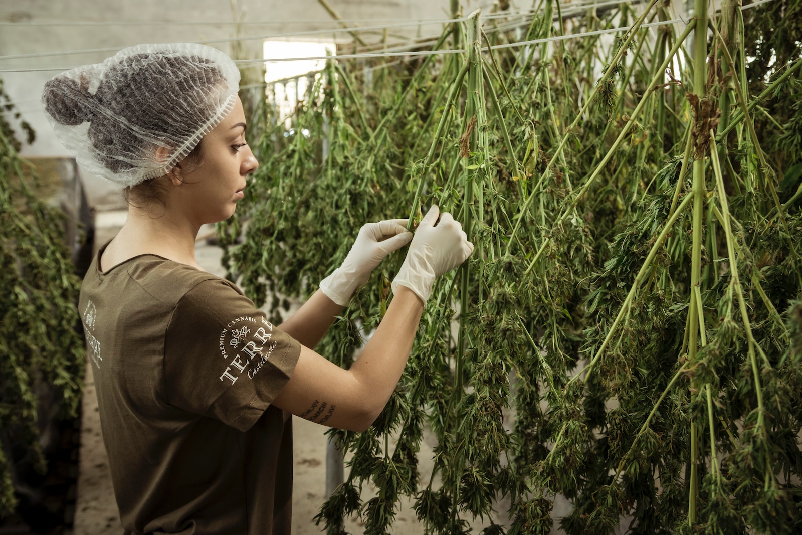 Is Marijuana Jobs Cannabis Careers Legit: Unveiling the Truth