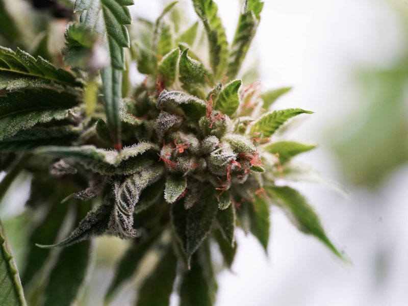 Do Male Cannabis Plants Smell? Unveiling the Scent of Cannabis Males