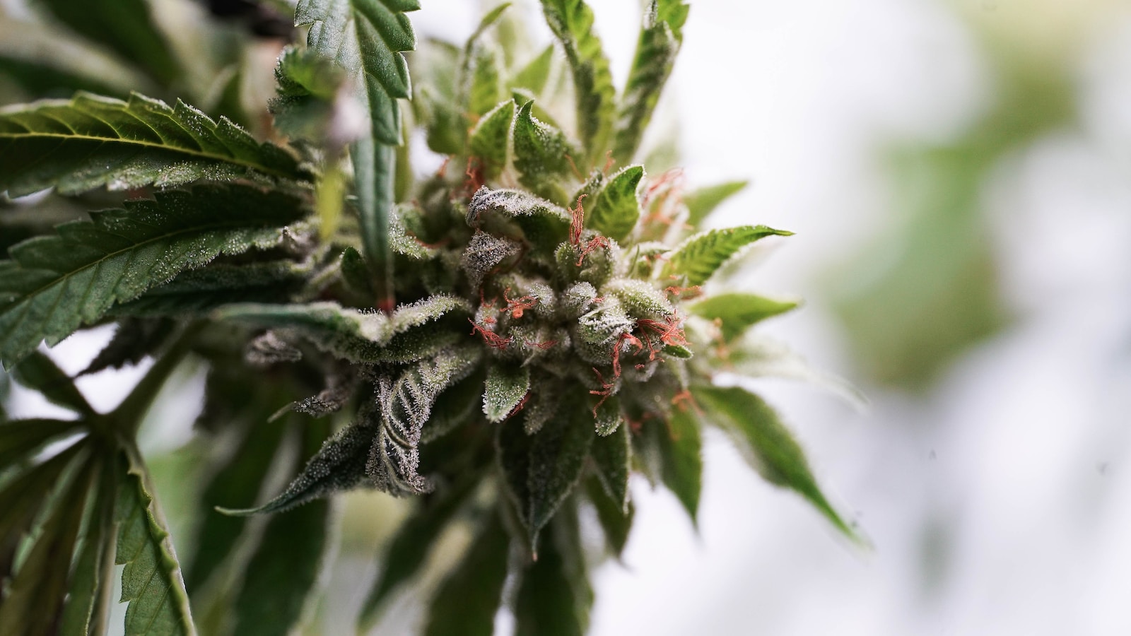 Do Male Cannabis Plants Smell? Unveiling the Scent of Cannabis Males