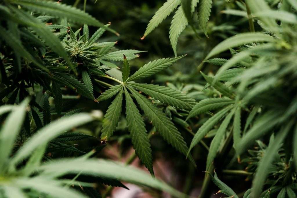 a close up of a bunch of green leaves