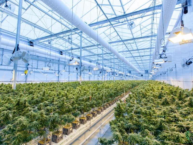 A Comprehensive Guide on How to Work in the Cannabis Industry